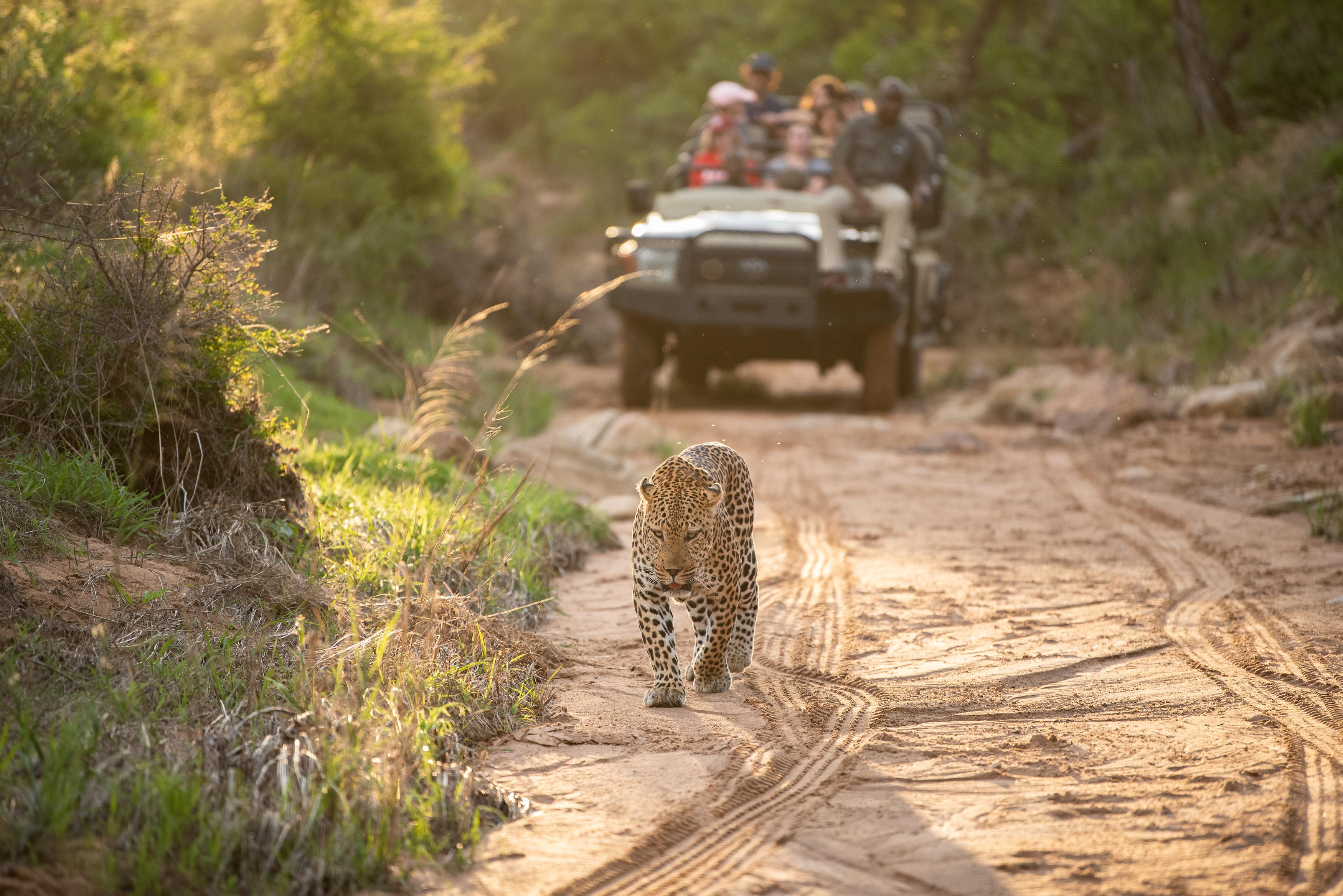 Kapama Buffalo Camp Kapama Game Reserve Dış mekan fotoğraf