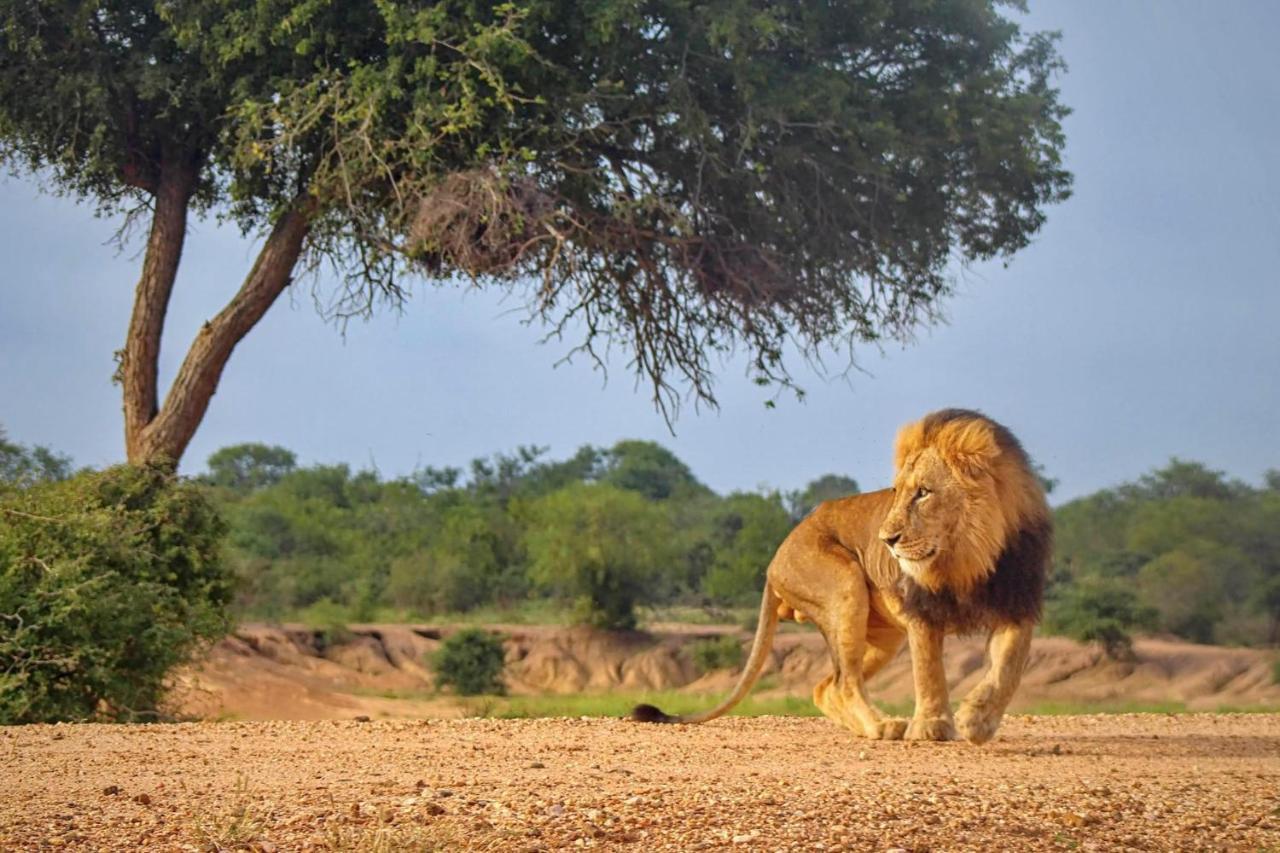 Kapama Buffalo Camp Kapama Game Reserve Dış mekan fotoğraf